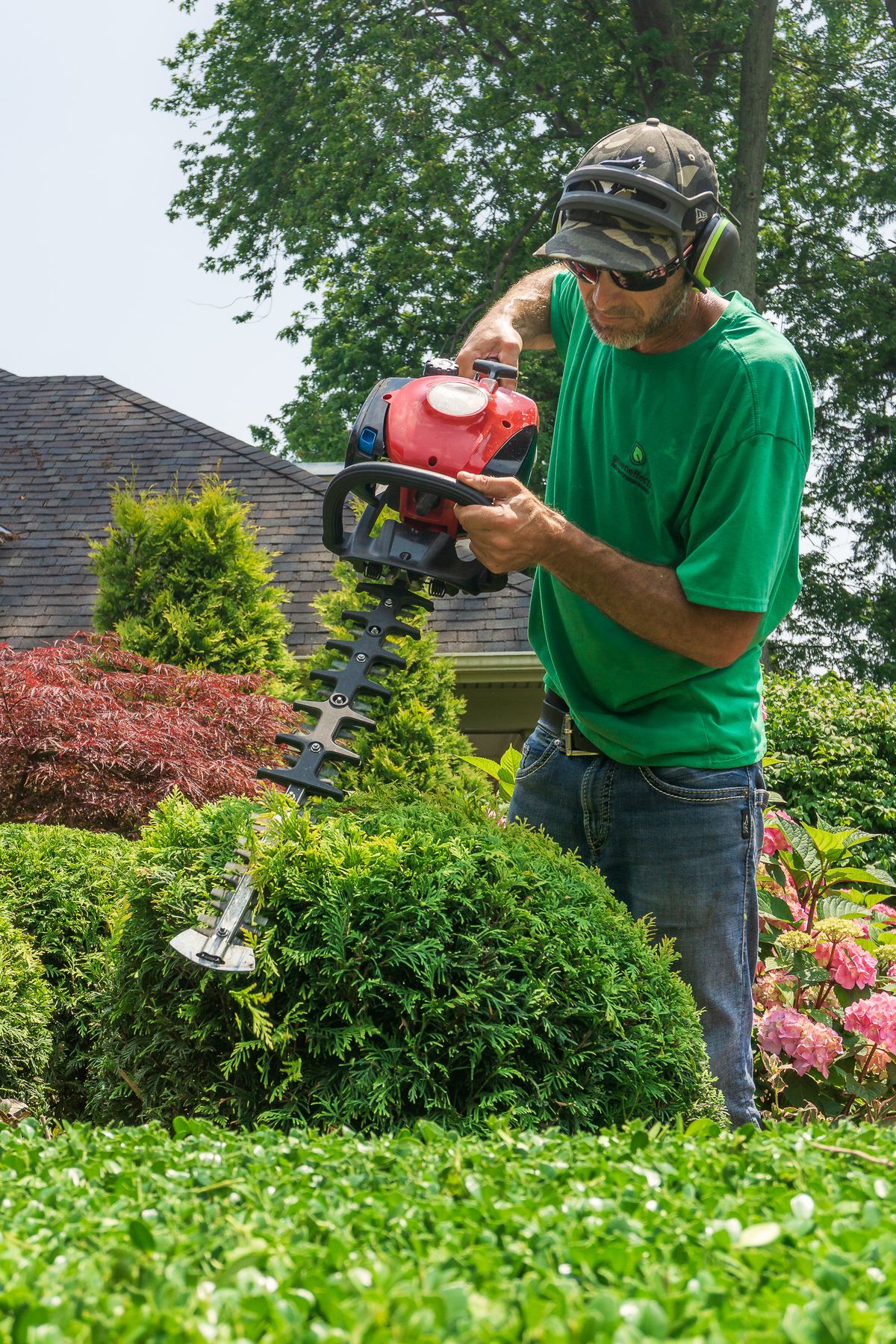 Shrub trimming and cedar maintenance at a property in South Oakville by Green Effects